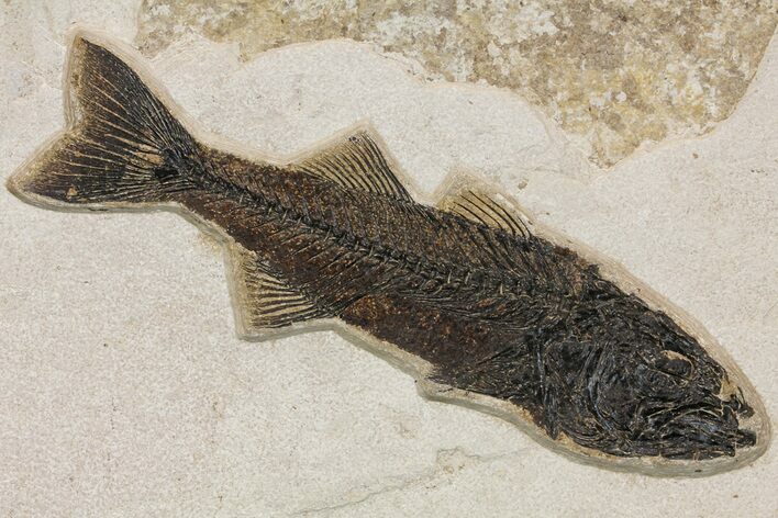 Uncommon Fish Fossil (Mioplosus) - Wyoming #158586